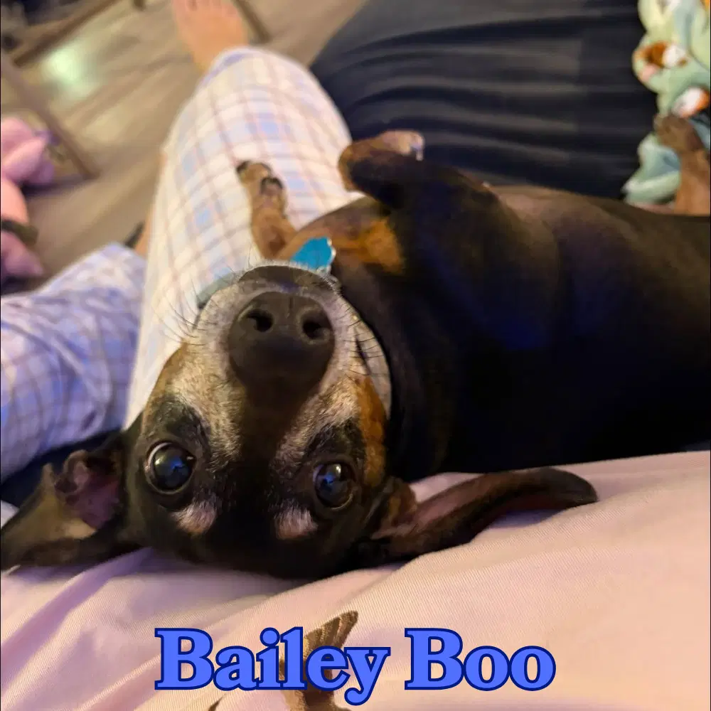 Bailey Boo image 4