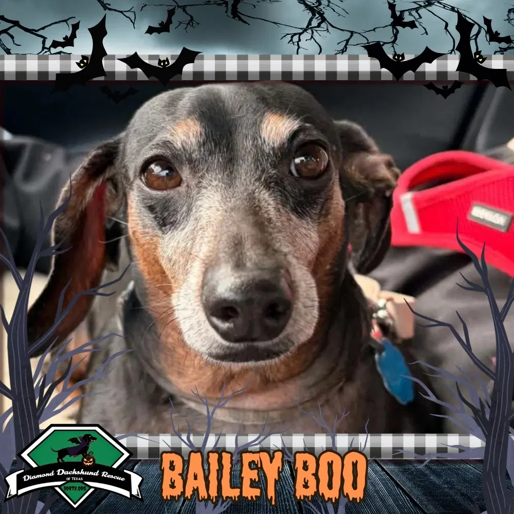Bailey Boo - Dachshund