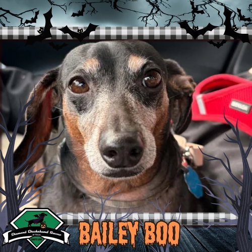 Bailey Boo, a dog for adoption from Diamond Dachshund Rescue of Texas