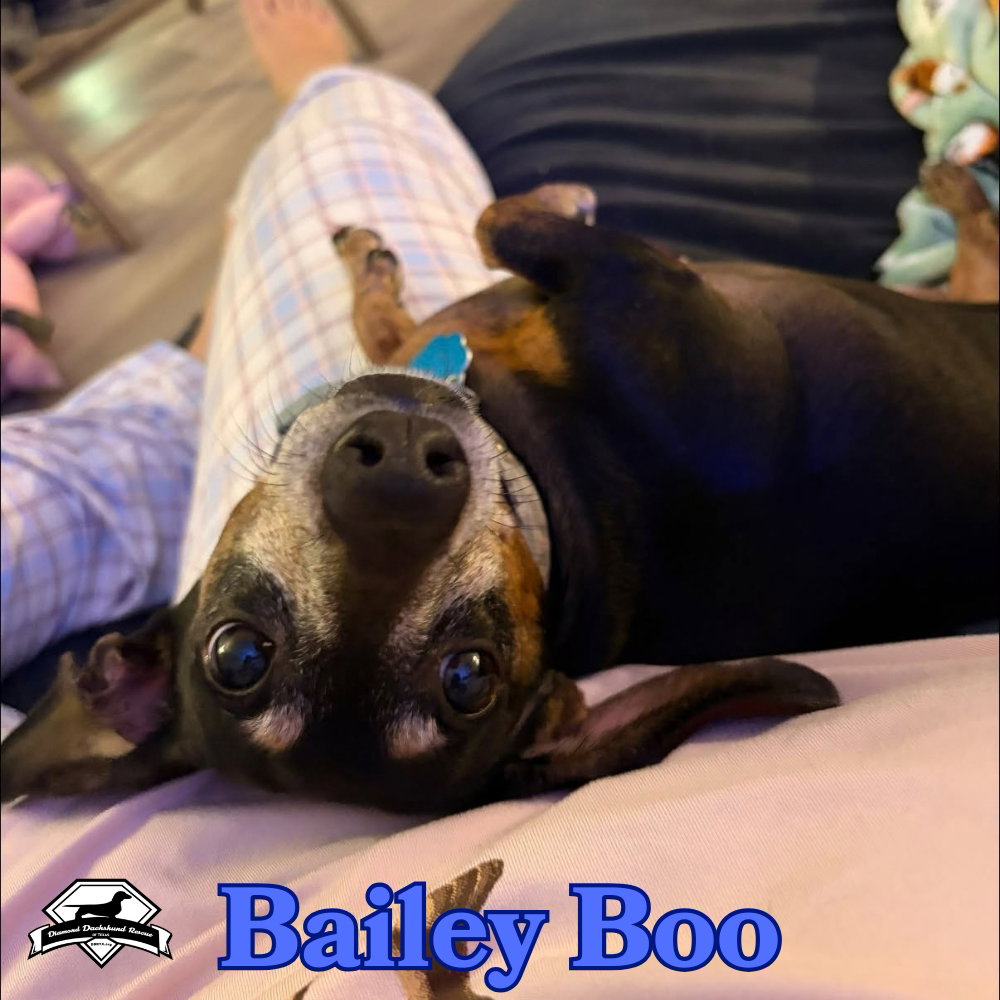 Bailey Boo, photo 5