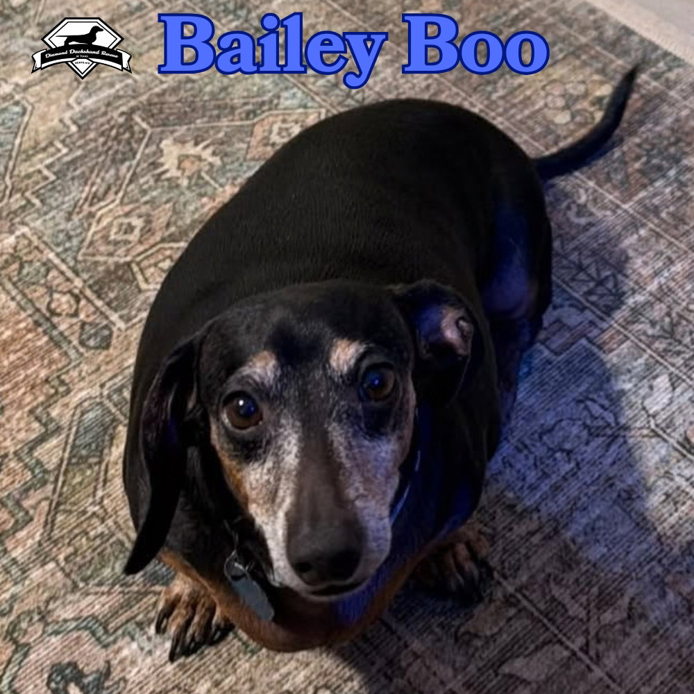 Bailey Boo, photo 6