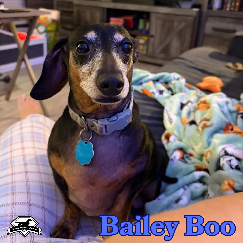 Bailey Boo, photo 7