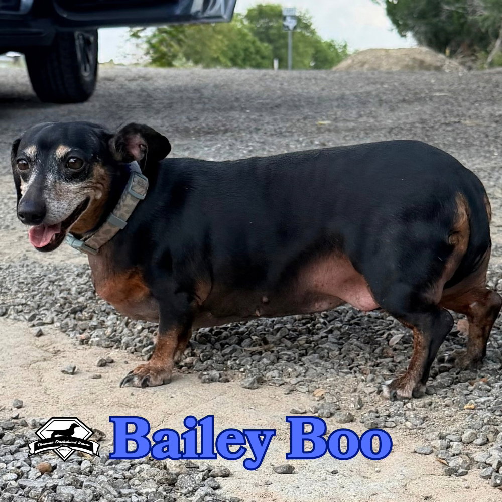 Bailey Boo, photo 8