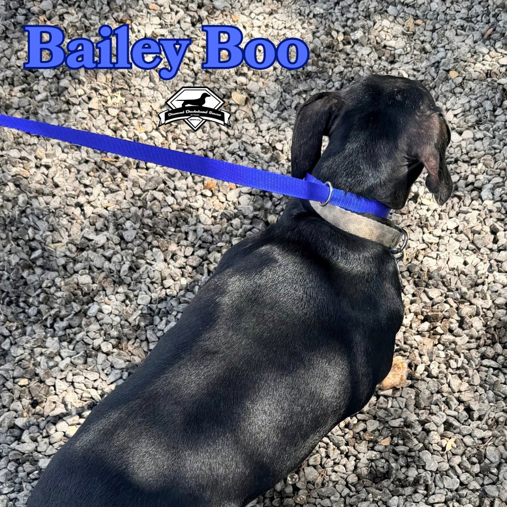 Bailey Boo, photo 9