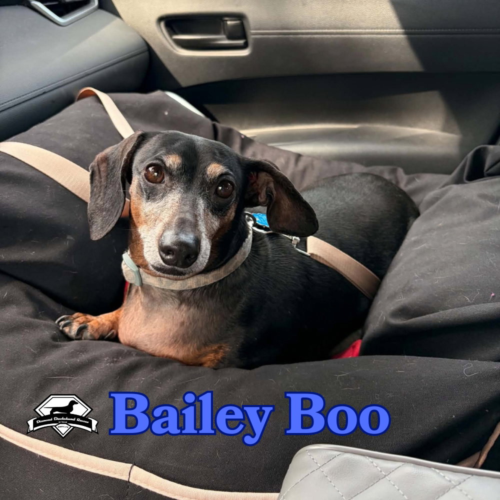 Bailey Boo, photo 2