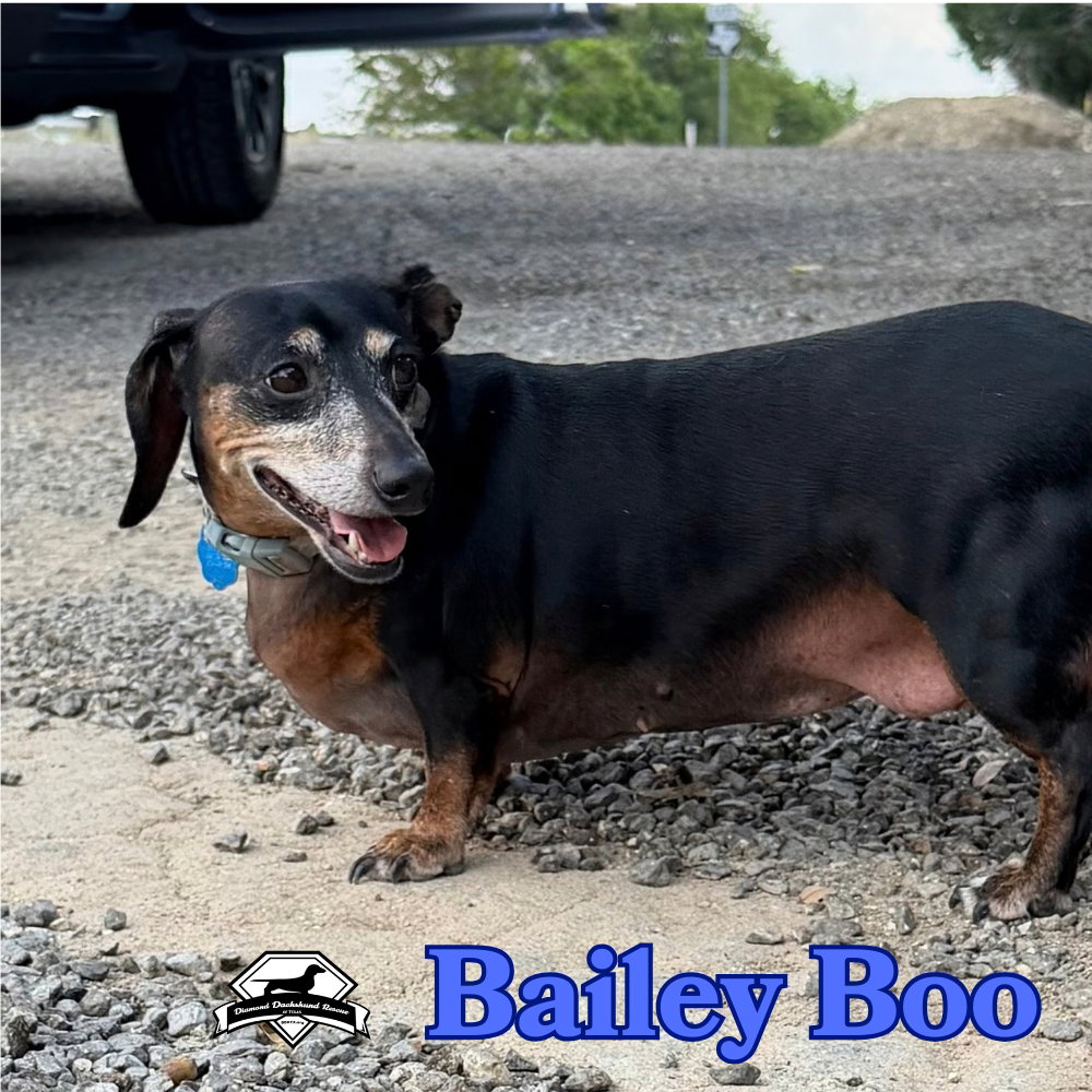 Bailey Boo, photo 3