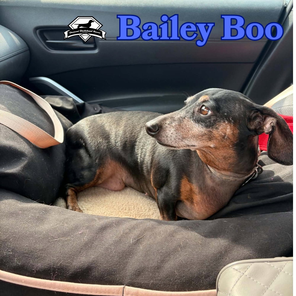 Bailey Boo, photo 10