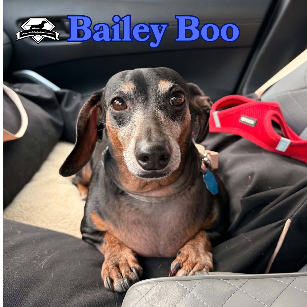 Bailey Boo, photo 11