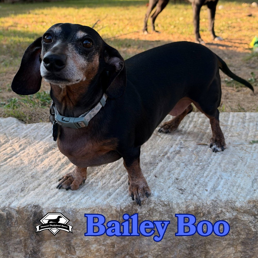 Bailey Boo, photo 4