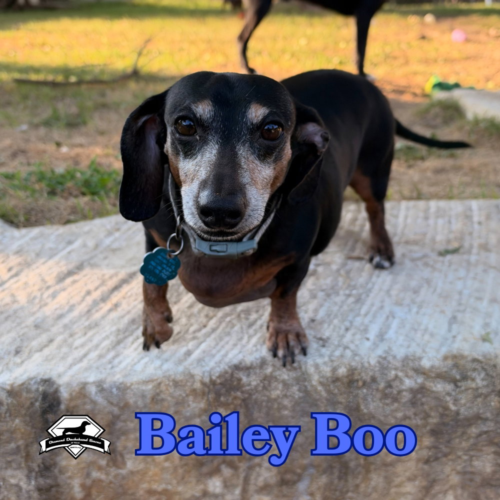 Bailey Boo, photo 12