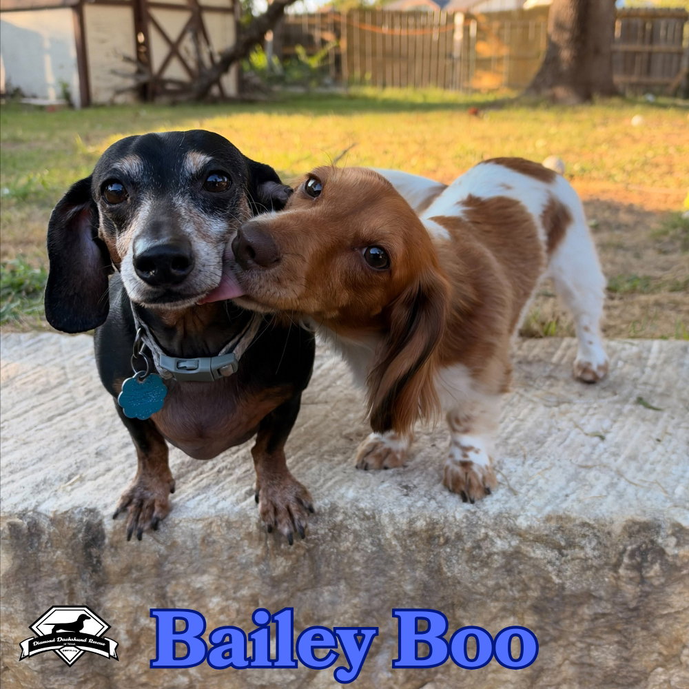 Bailey Boo, photo 13