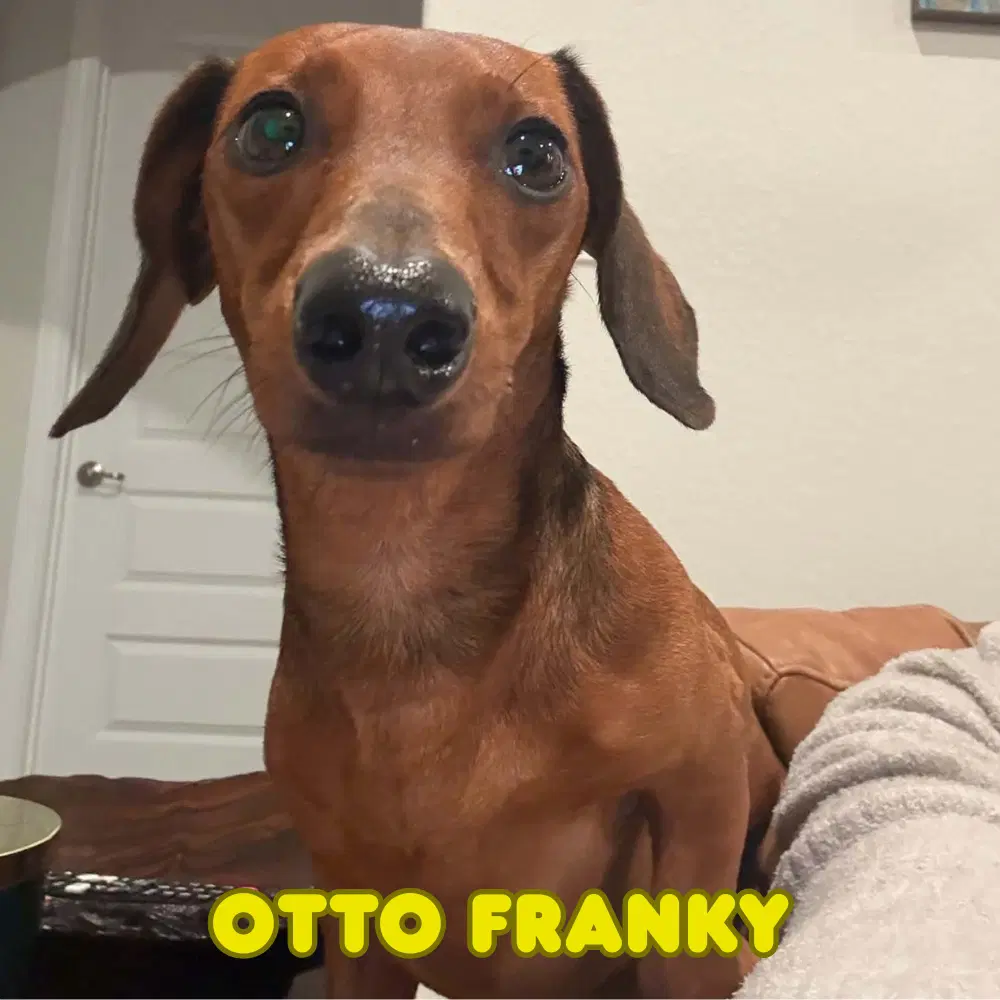Otto Franky image 2