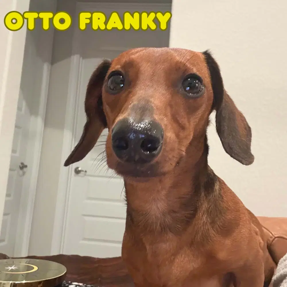 Otto Franky image 3