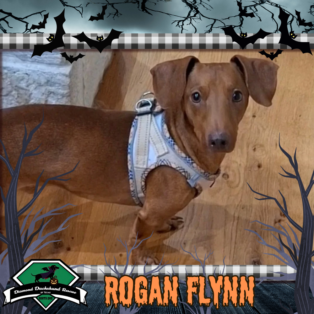 Rogan Flynn