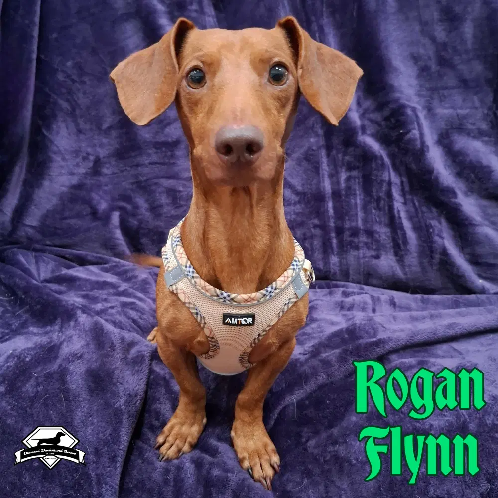 Rogan Flynn image 2