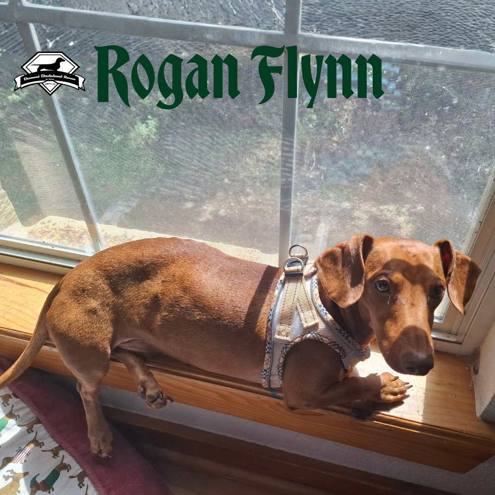 Rogan Flynn, photo 3