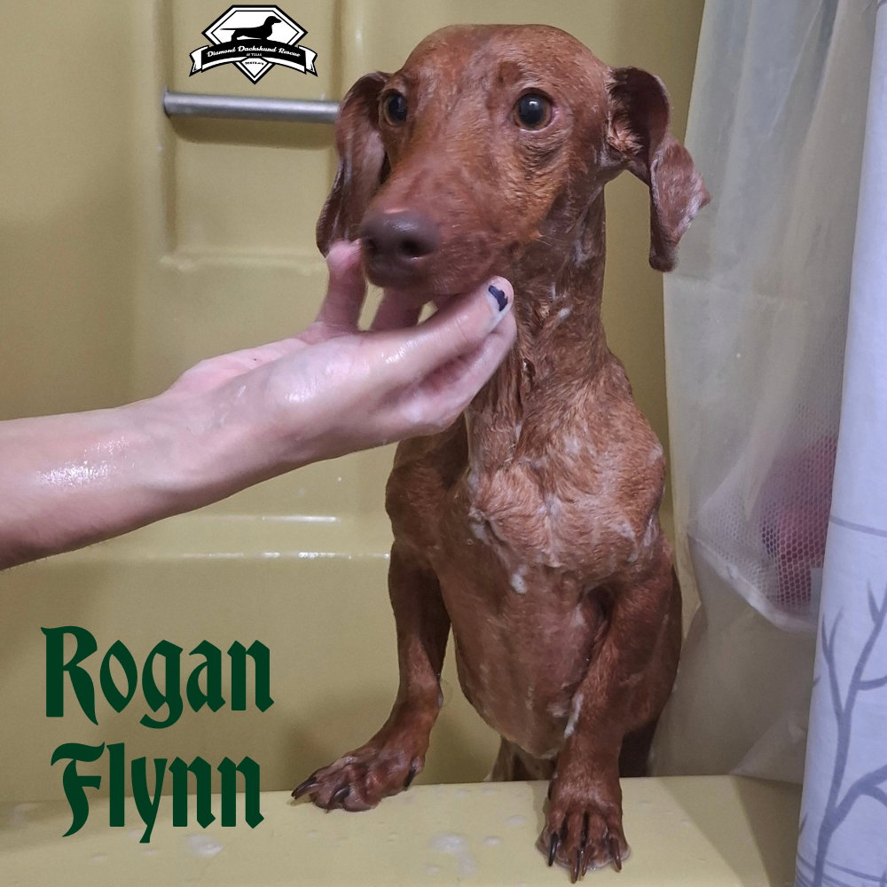 Rogan Flynn, photo 4
