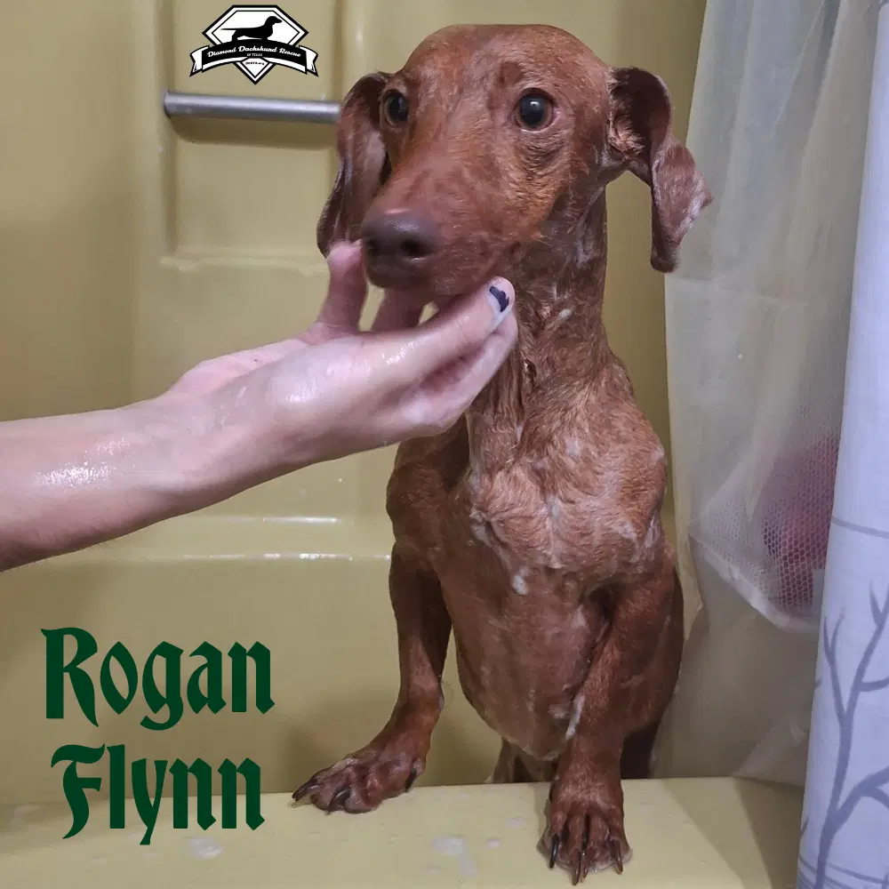 Rogan Flynn image 4