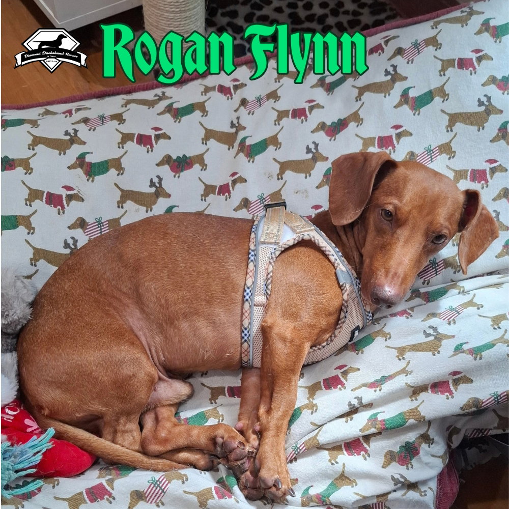 Rogan Flynn, photo 5