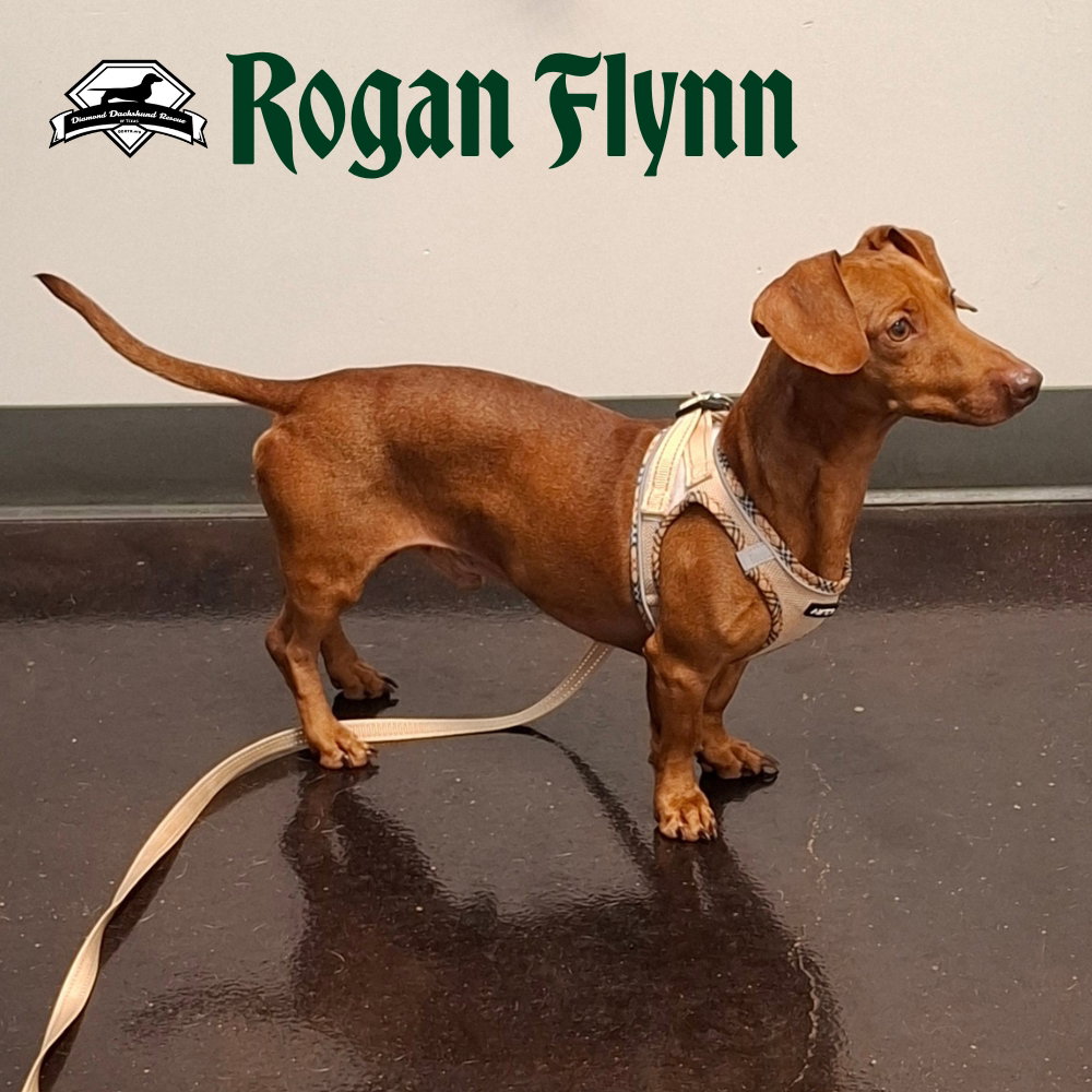 Rogan Flynn, photo 6