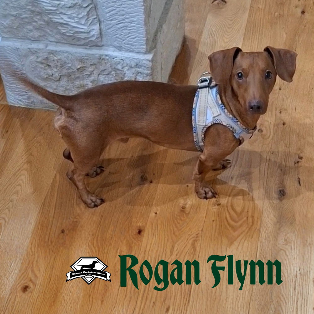 Rogan Flynn, photo 7