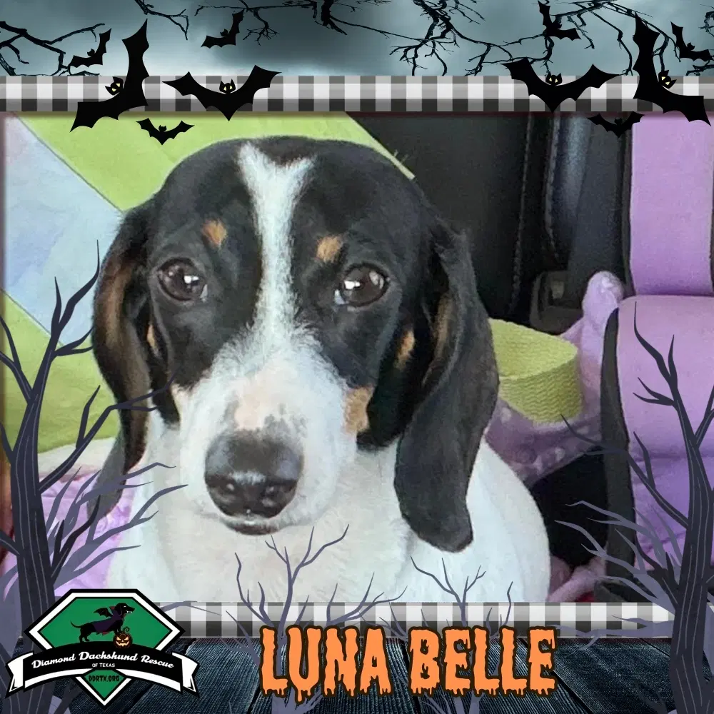 Luna Belle - Dachshund