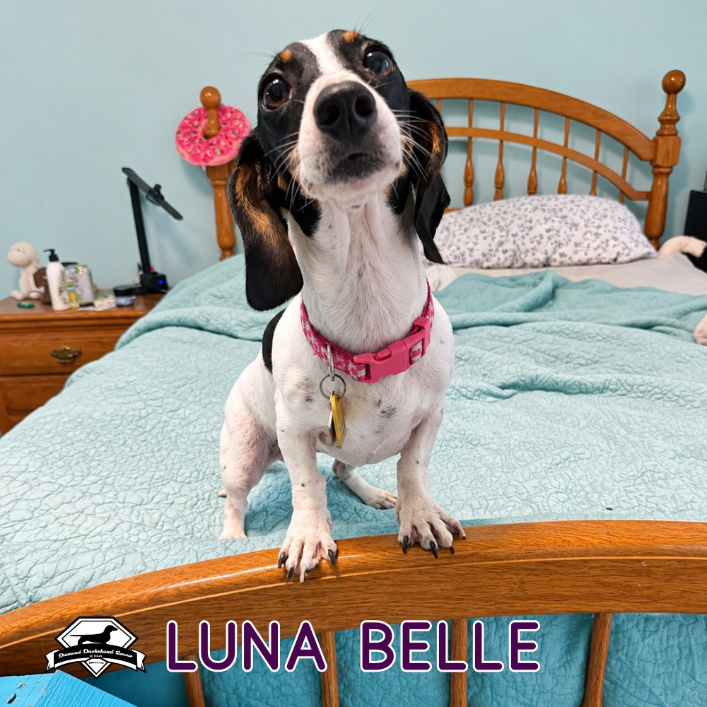 Luna Belle, photo 5