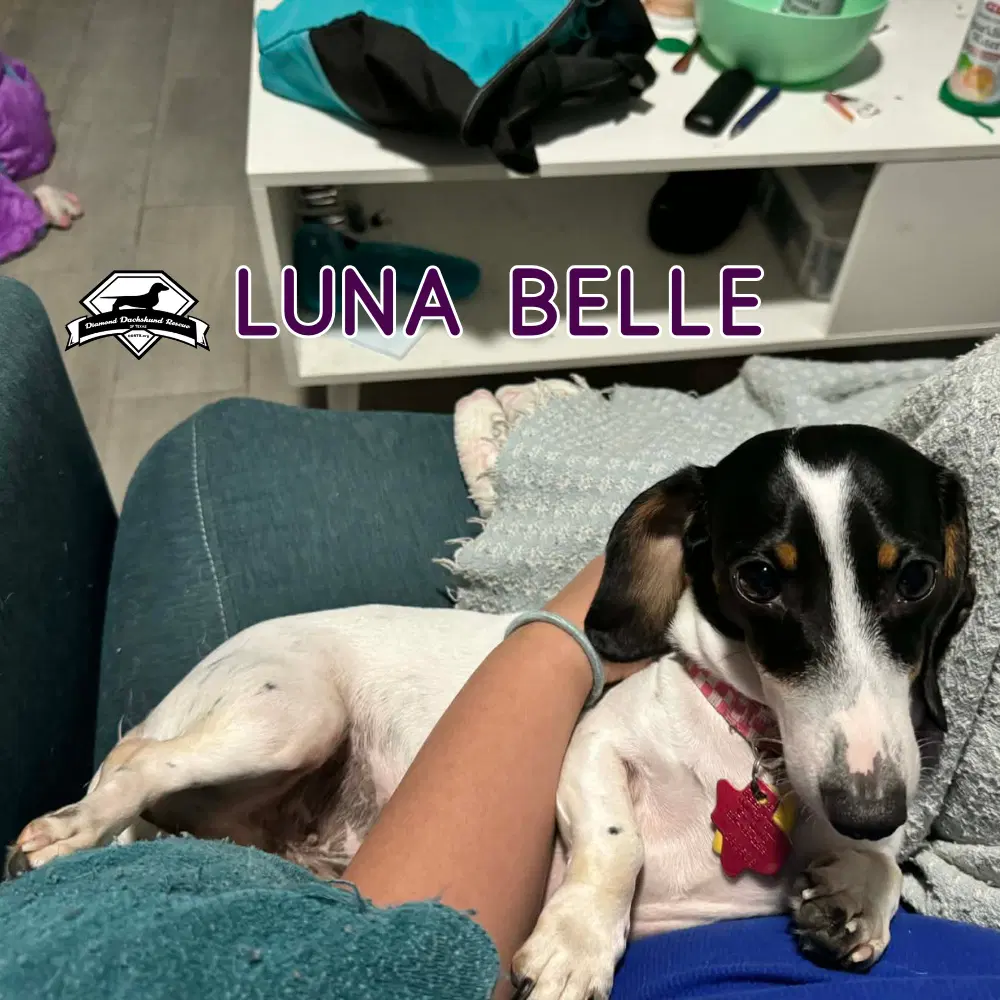 Luna Belle image 3