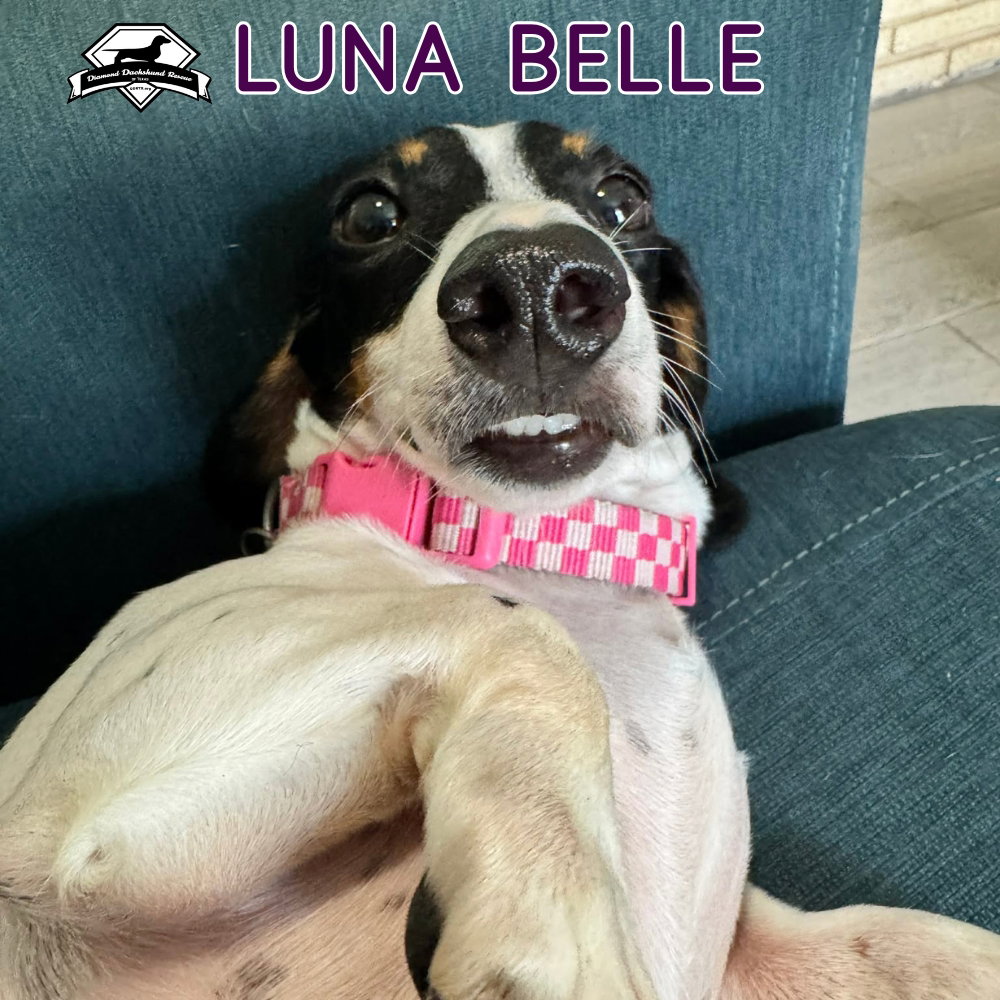 Luna Belle, photo 7