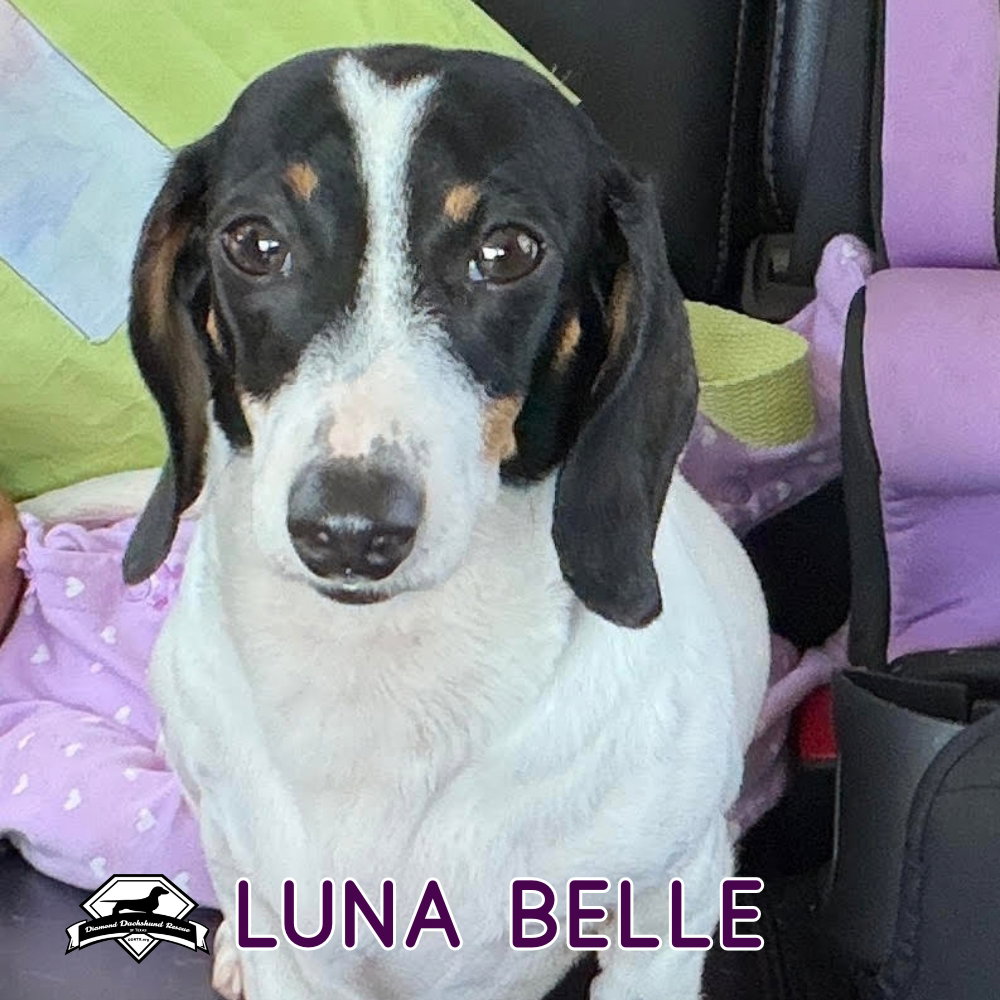 Luna Belle, photo 8