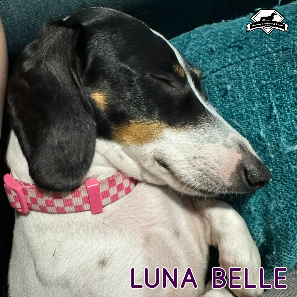 Luna Belle, photo 2
