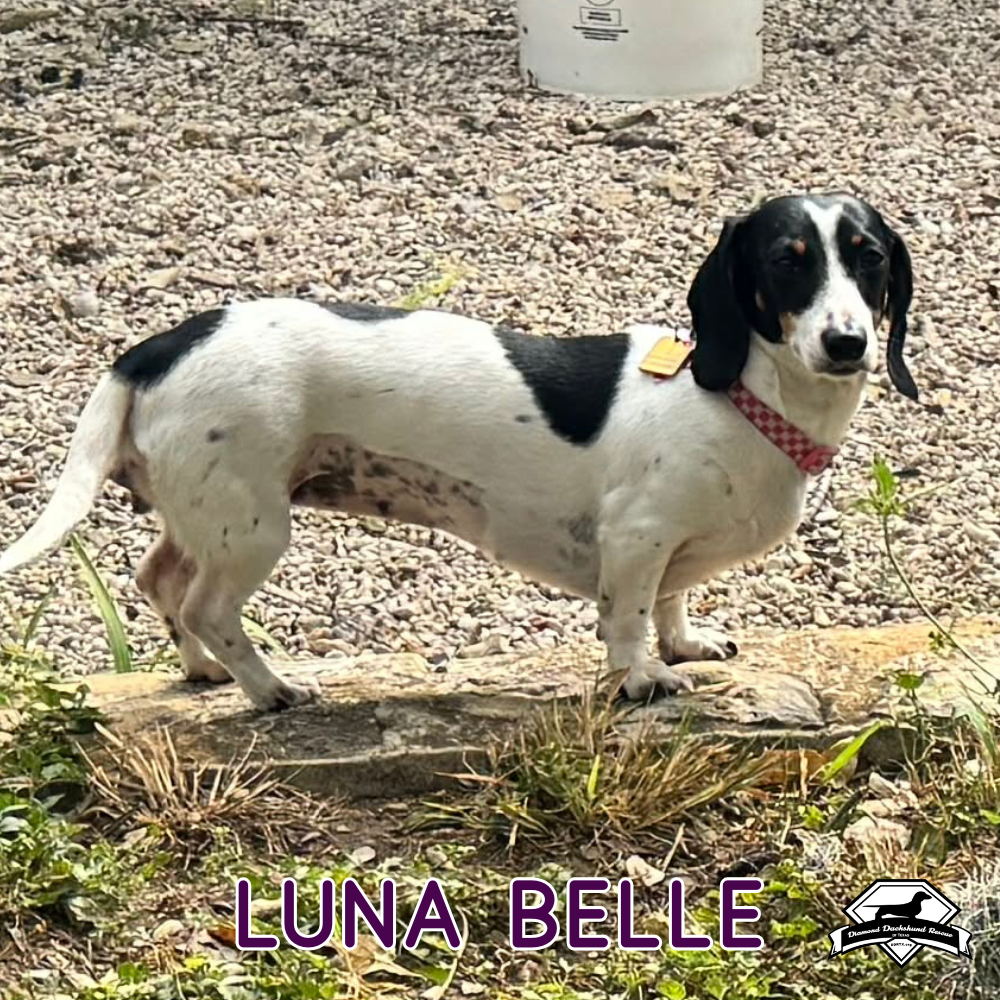 Luna Belle, photo 3
