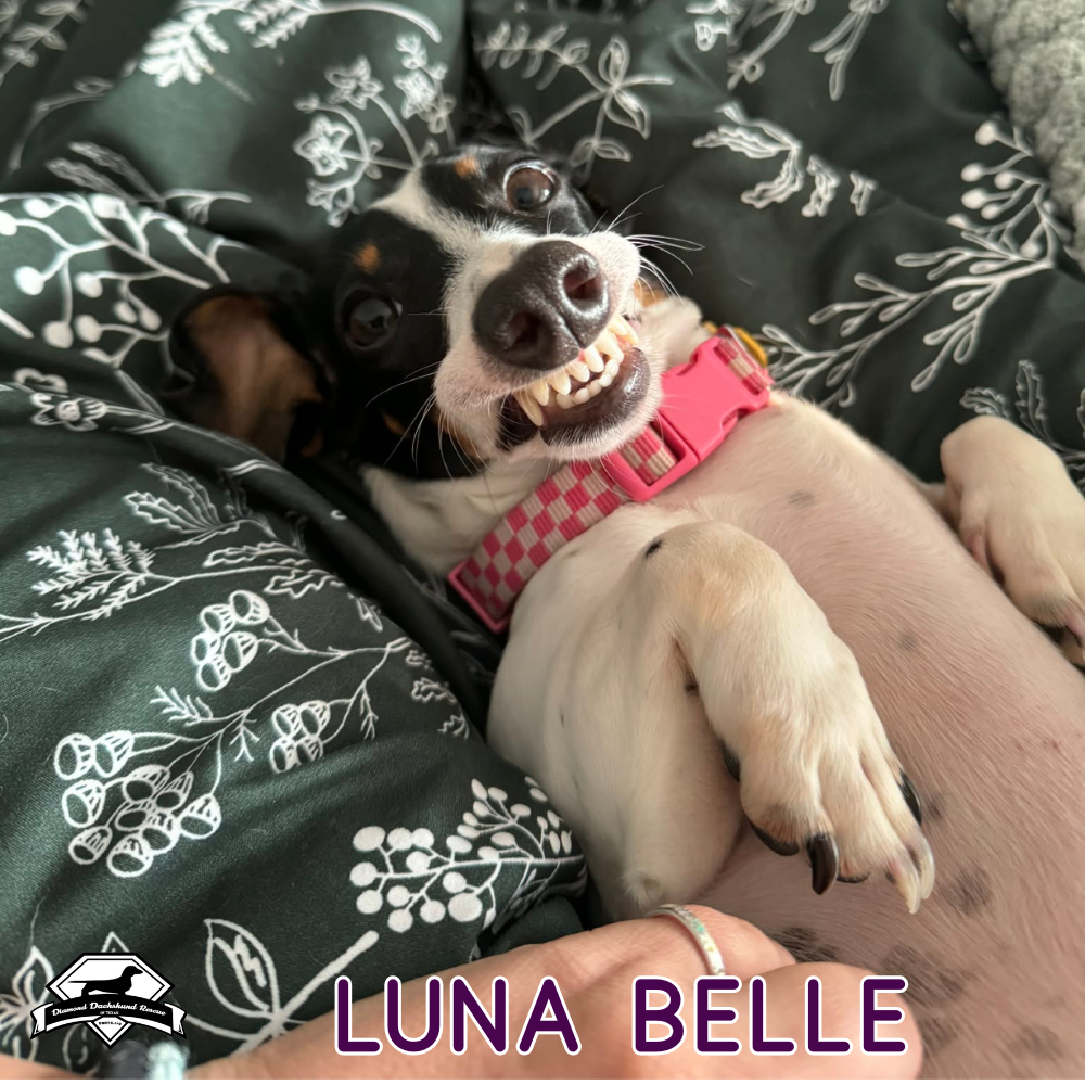 Luna Belle, photo 4