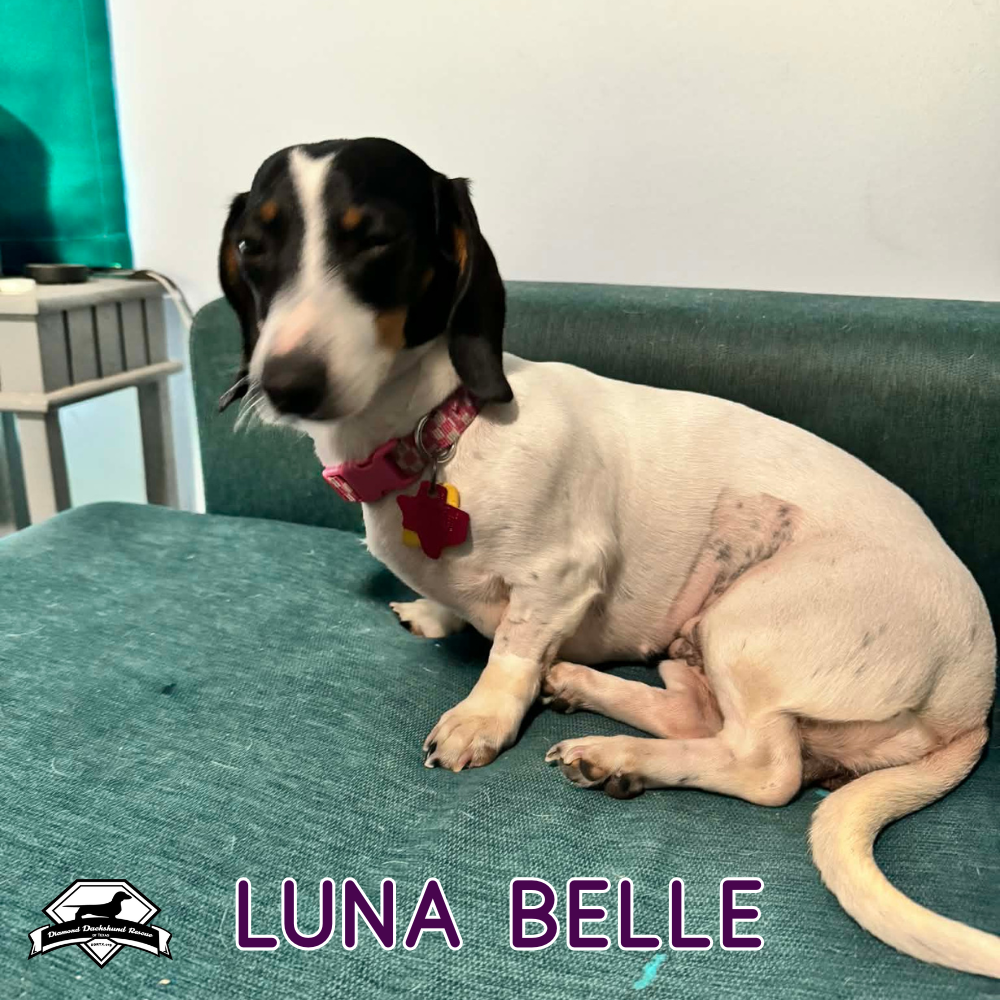 Luna Belle, photo 9