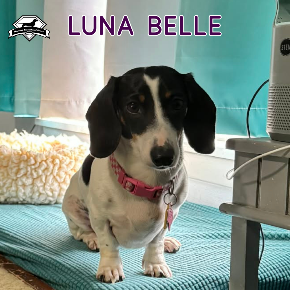 Luna Belle, photo 10