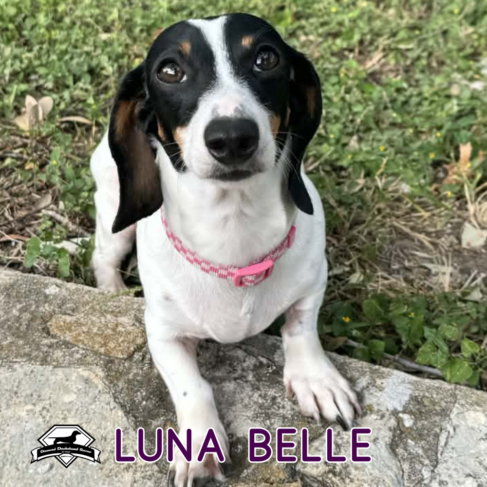 Luna Belle, photo 11