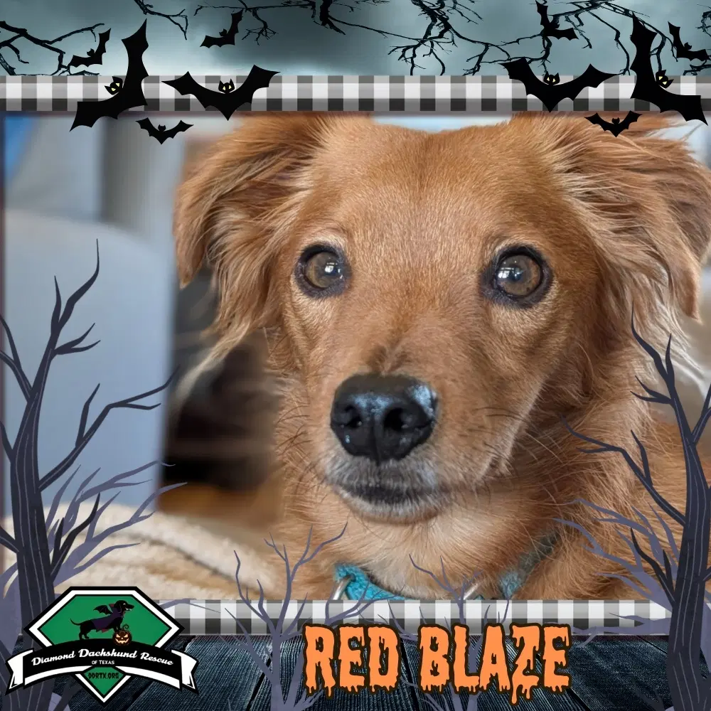 Red Blaze - Dachshund