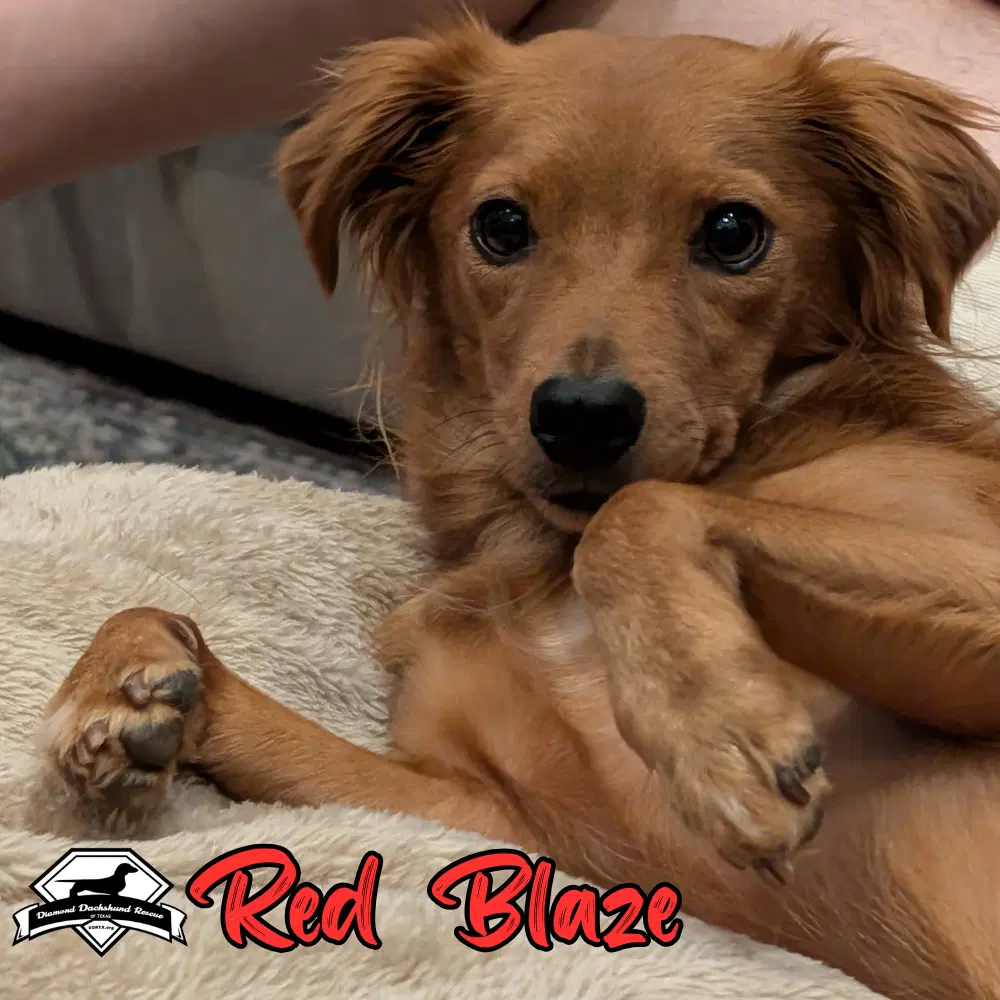 Red Blaze image 3