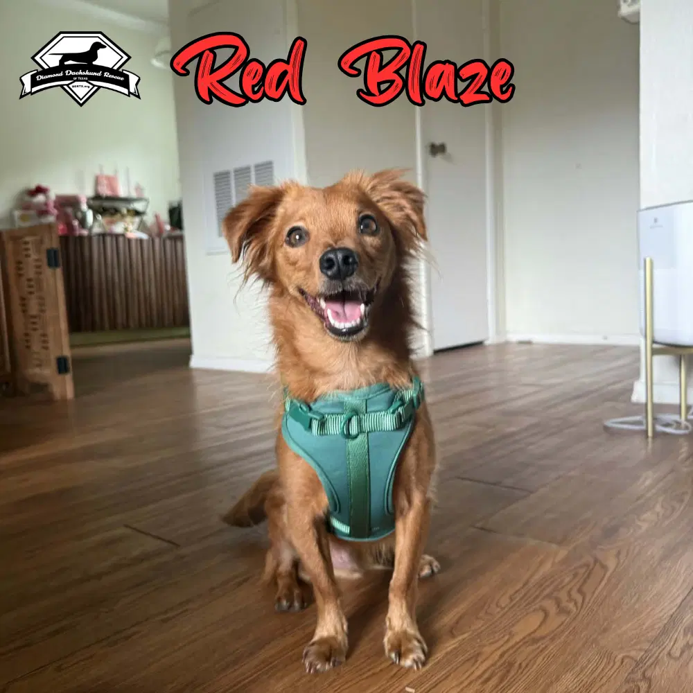Red Blaze image 2