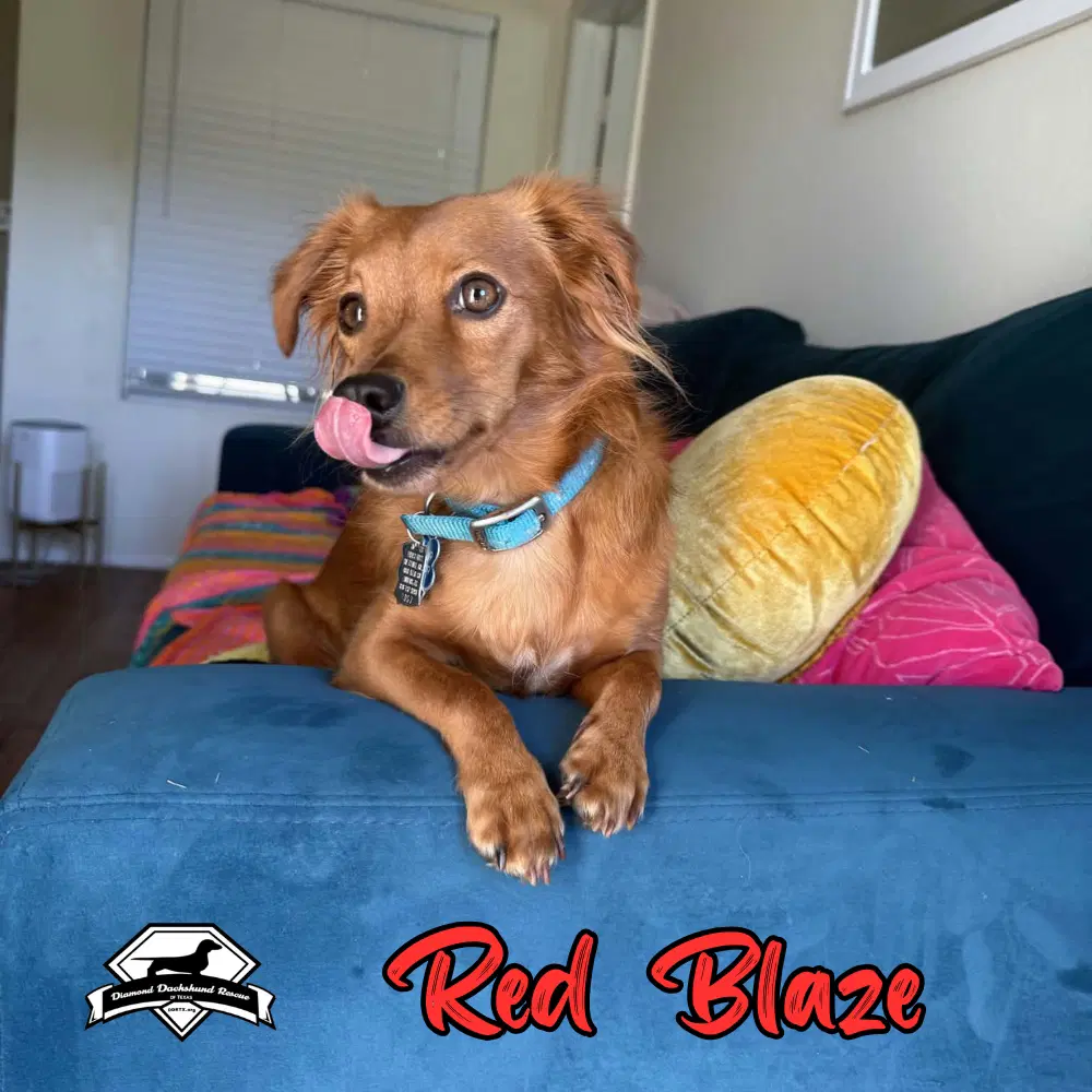 Red Blaze image 4
