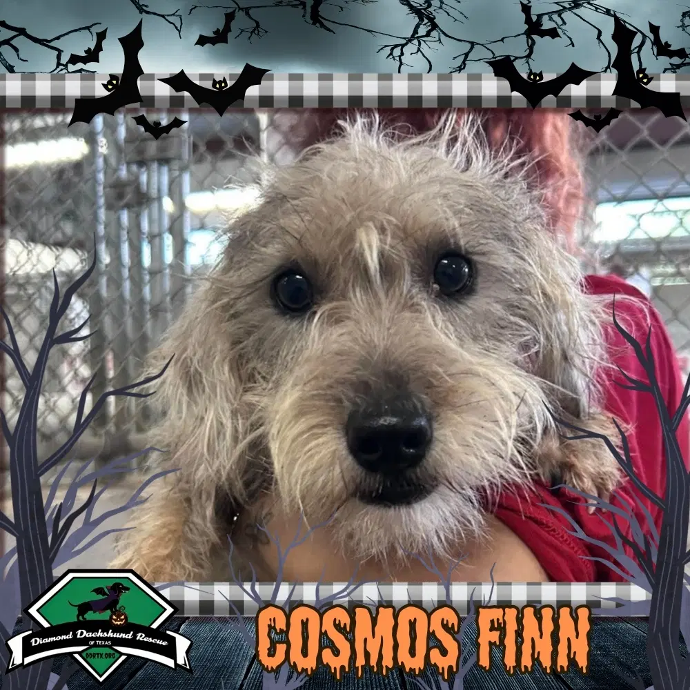 Cosmos Finn - Dachshund