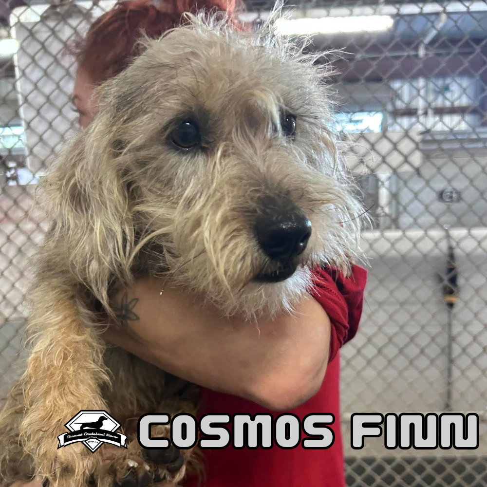 Cosmos Finn, photo 5