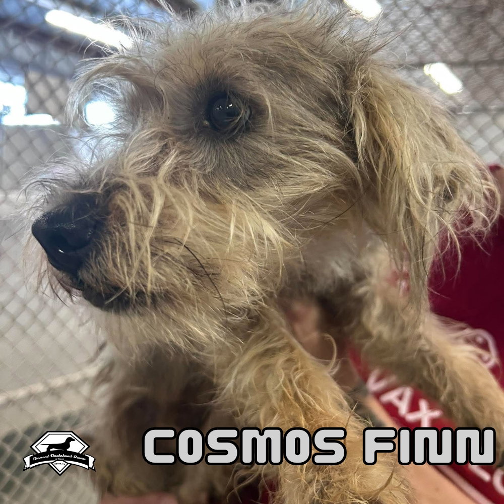 Cosmos Finn, photo 6