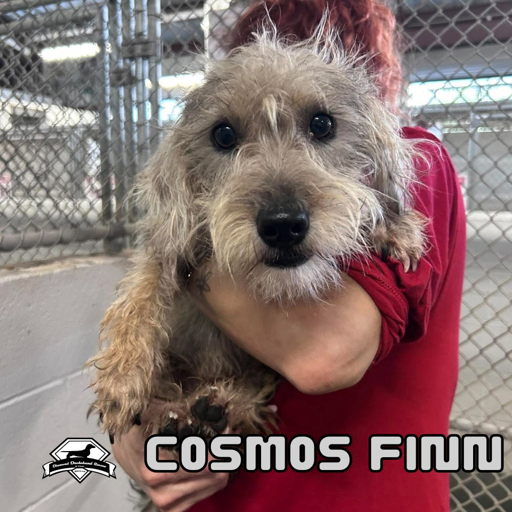 Cosmos Finn, photo 7