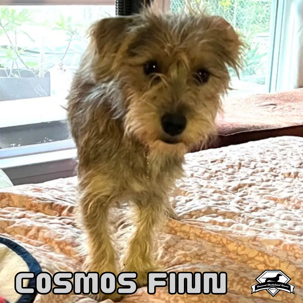 Cosmos Finn image 2