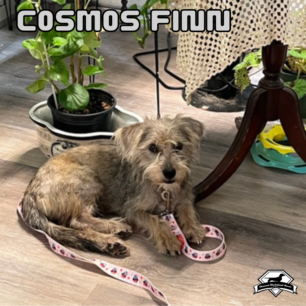 Cosmos Finn, photo 3