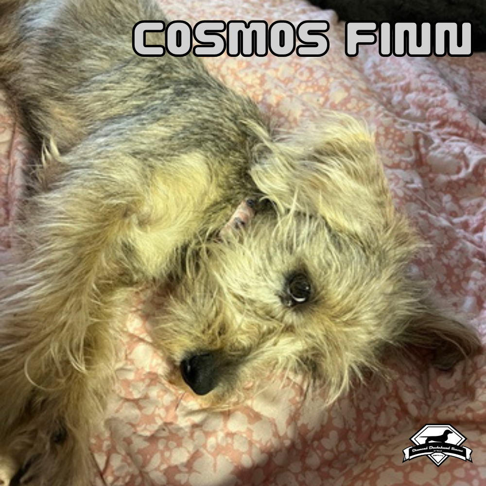 Cosmos Finn, photo 8