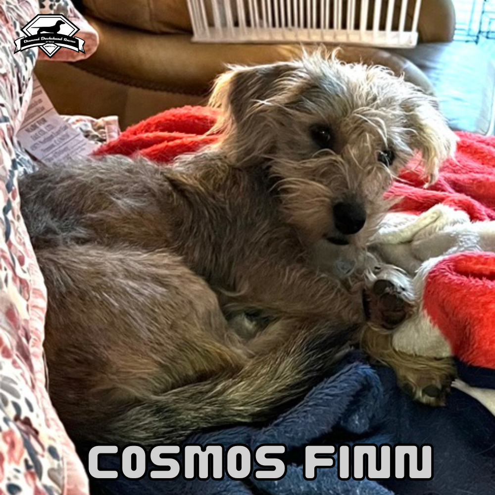 Cosmos Finn, photo 4