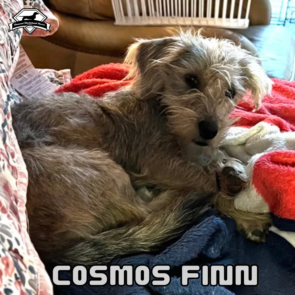 Cosmos Finn image 4
