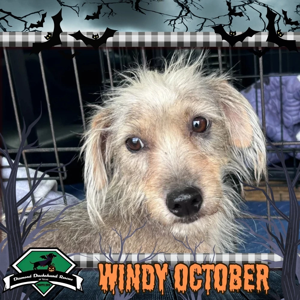 Windy October